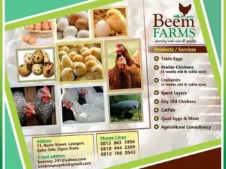 Kitchen Assistant Job at Beem Farms in Lagos